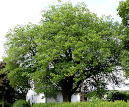 Tallinger-Eiche ist ein Naturdenkmal des Ortes